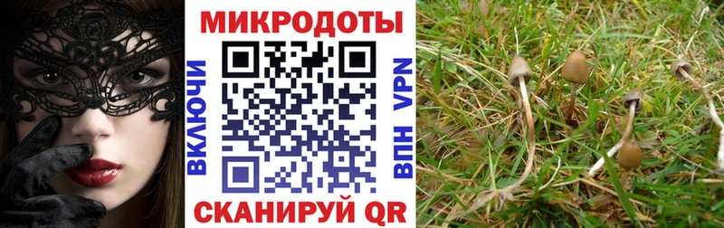 купить  сайты  Сковородино  Галлюциногенные грибы мицелий 